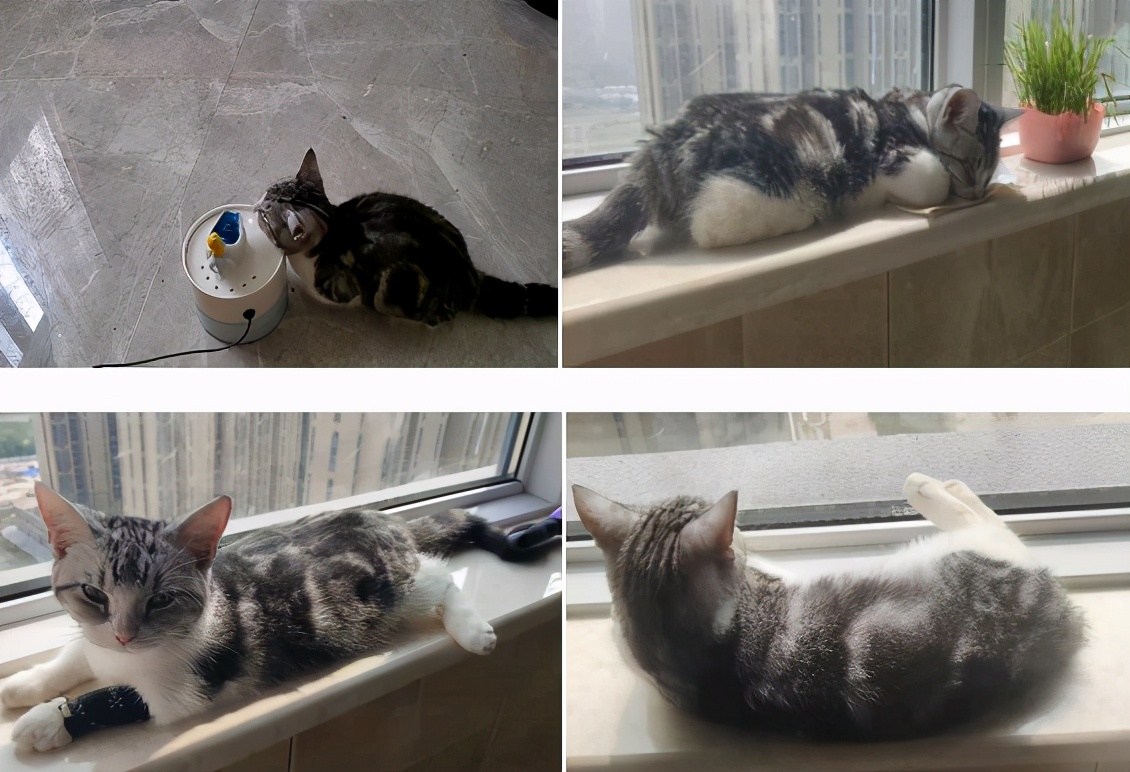 团子猫传腹治好了吗,团子的猫传腹