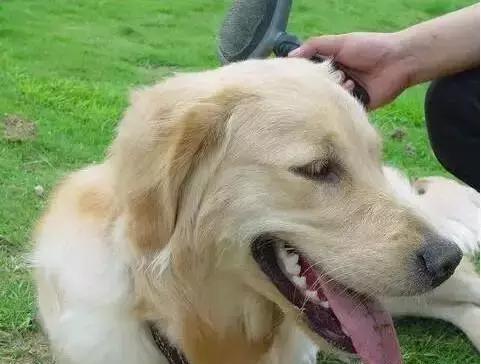 宠物毛发到处飞,宠物长杂毛该怎么办