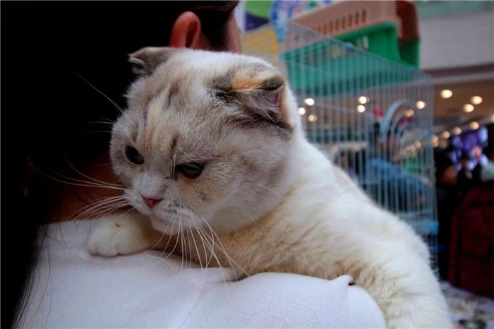 购买宠物猫前注意事项,新手买宠物猫应注意什么