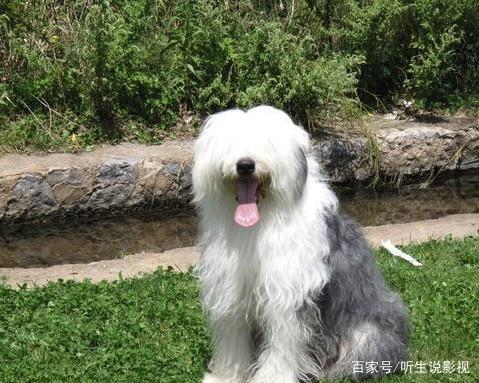 狗狗的种类图片,双鱼座狗狗性格特点