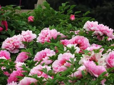 牡丹花盆栽什么品种好养易活,家庭盆栽牡丹花怎么养护