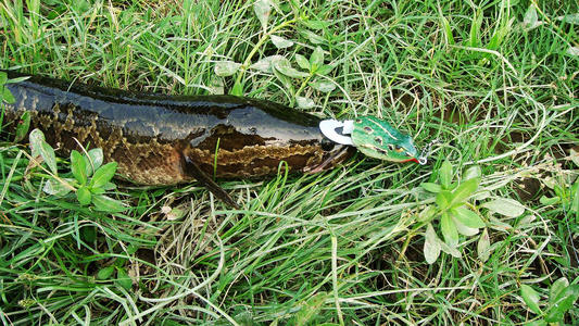 路亚新手入门教程路亚黑鱼,解析路亚黑鱼技巧