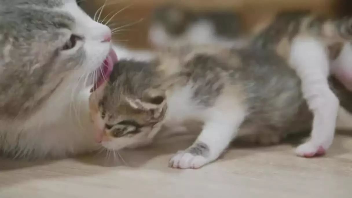 当它们在吃屎时,它们在吃什么?