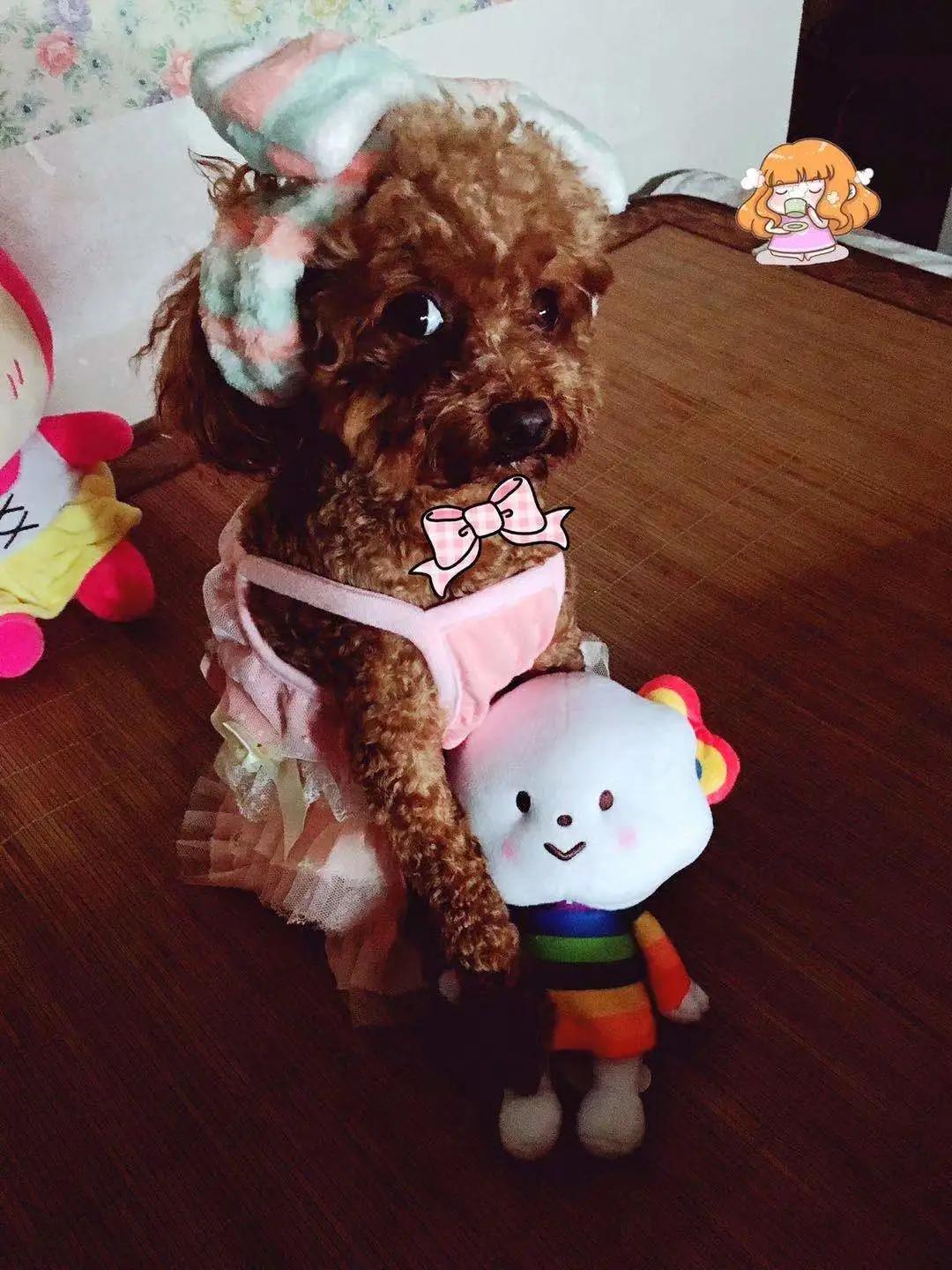 男生猛犬穿女装,男生细狗穿女装