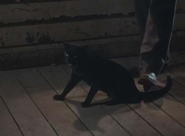 如果不小心踩到猫咪的脚了怎么办,不小心踩到猫咪怎么原谅