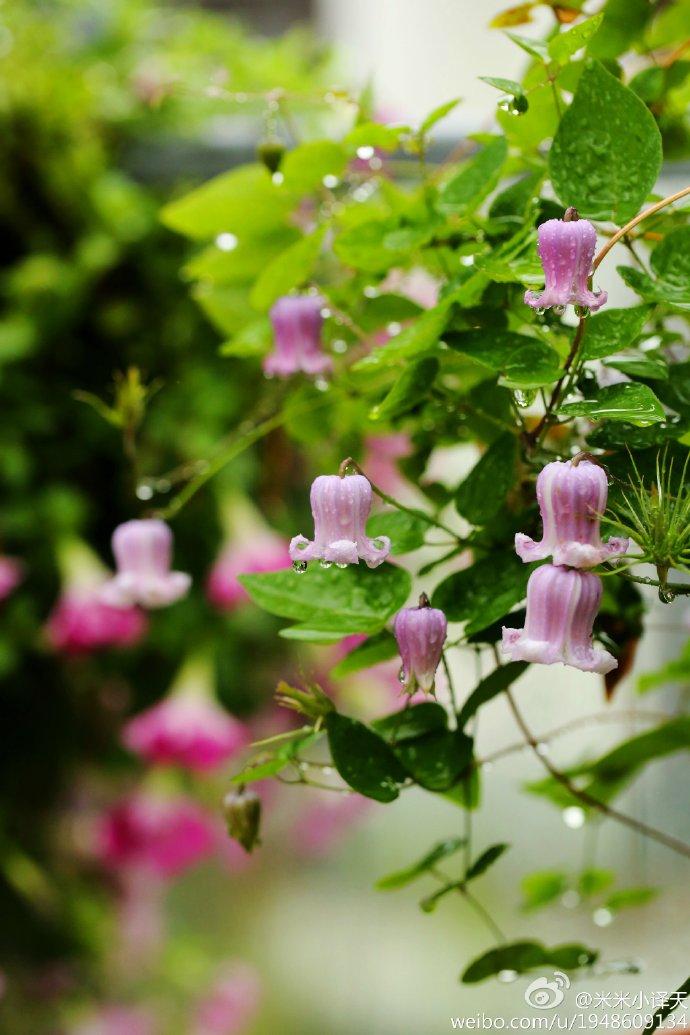 藤本植物皇后铁线莲,藤本皇后铁线莲品种