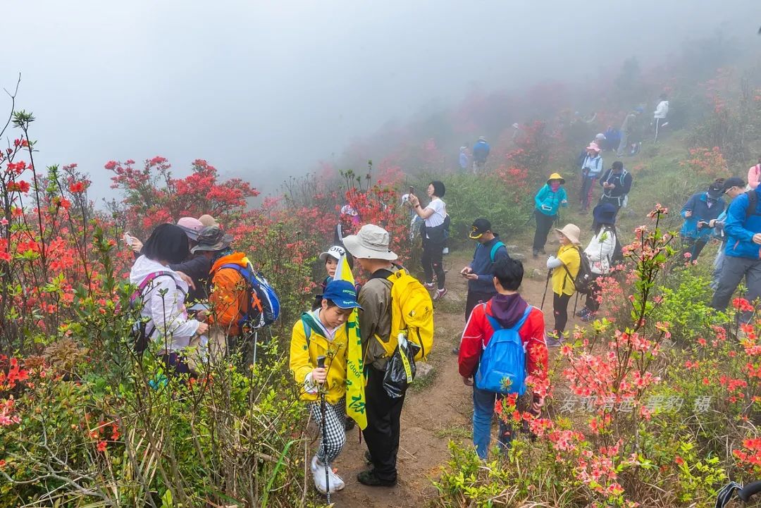 在天露山杜鹃花海丛中劲跳广场舞，这帮广东大妈又火了