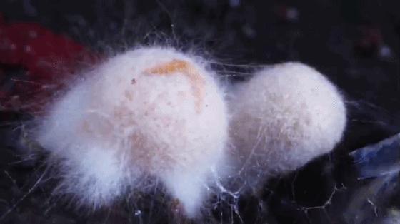 她让20万人爱上一种菌：像西米露，又似咸蛋黄，网友直呼太神奇