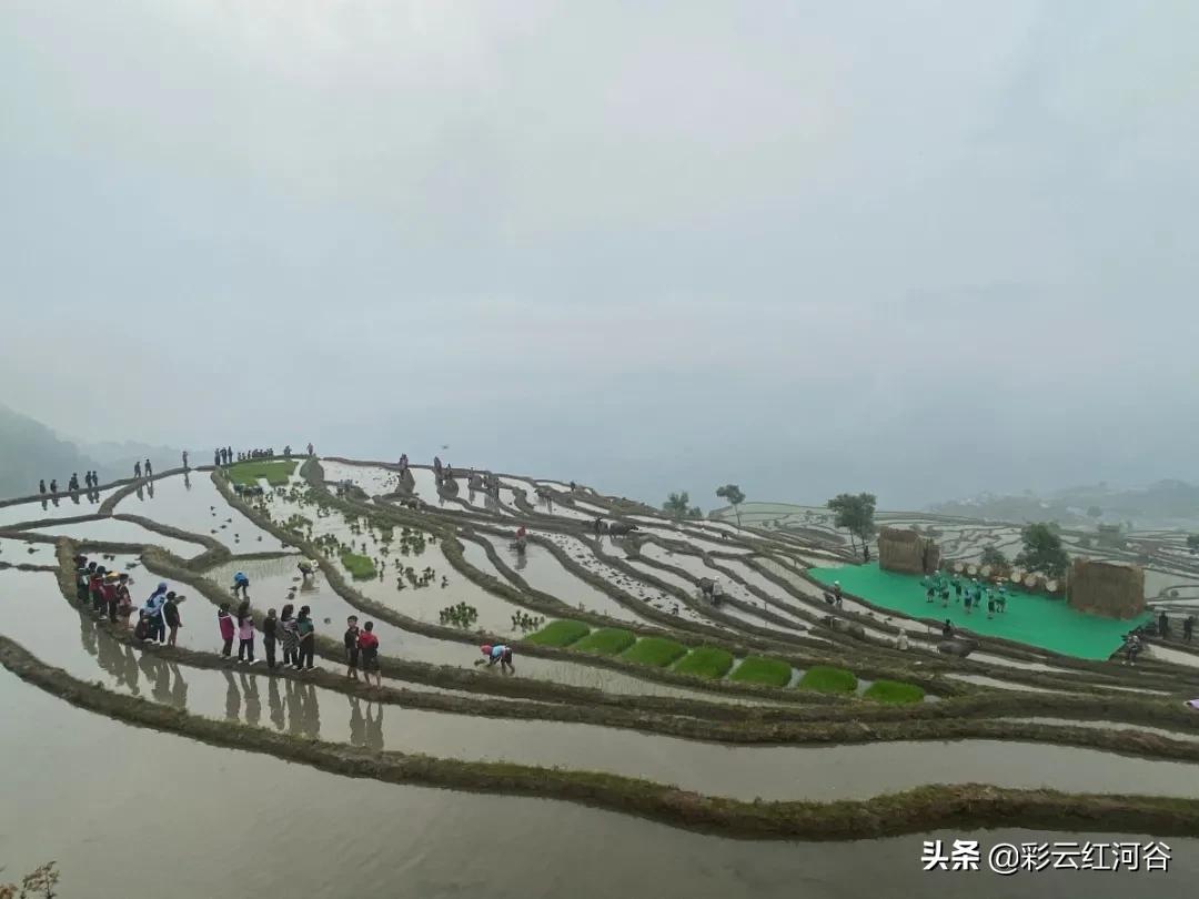 文旅搭台电商唱戏，“开秧门”助推梯田农产品走俏市场