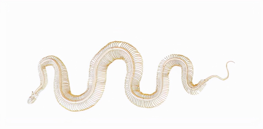 蛇会咬蛇吗,蛇为什么不咬养蛇人