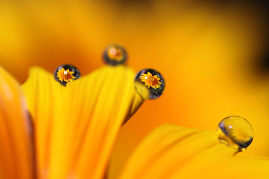 如何拍摄花上的水滴的过程,拍摄水滴花技巧