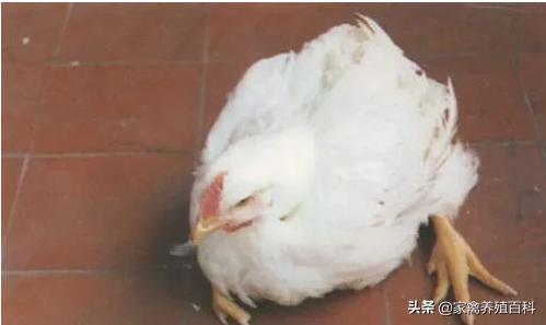 鸡脚软是怎么回事?吃什么才能对症下药?