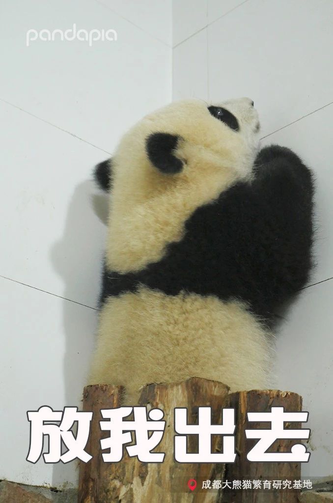 不能出去玩怎么办?滚滚表示在家也可以很快乐