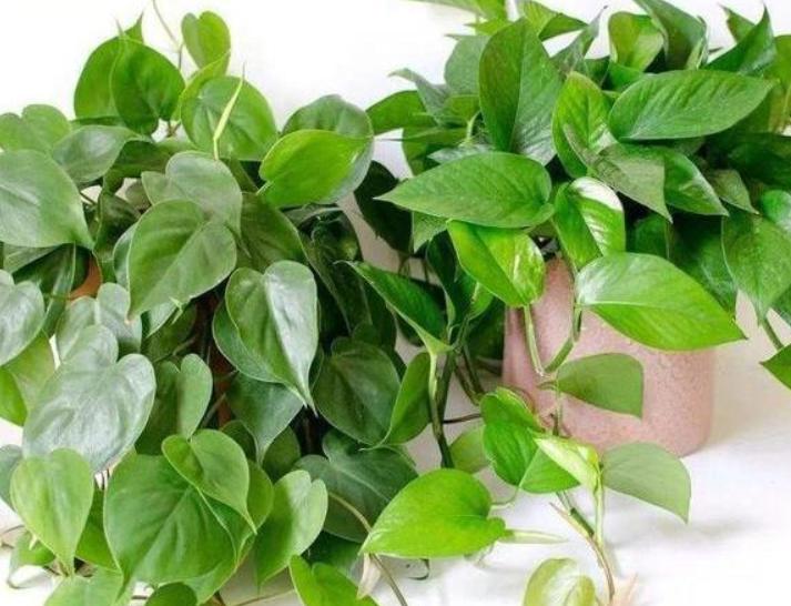 浇花小技巧用什么水浇,浇花实用六种水你知道吗