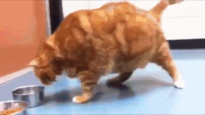 猫为何是液体,猫咪为什么要给猪染色