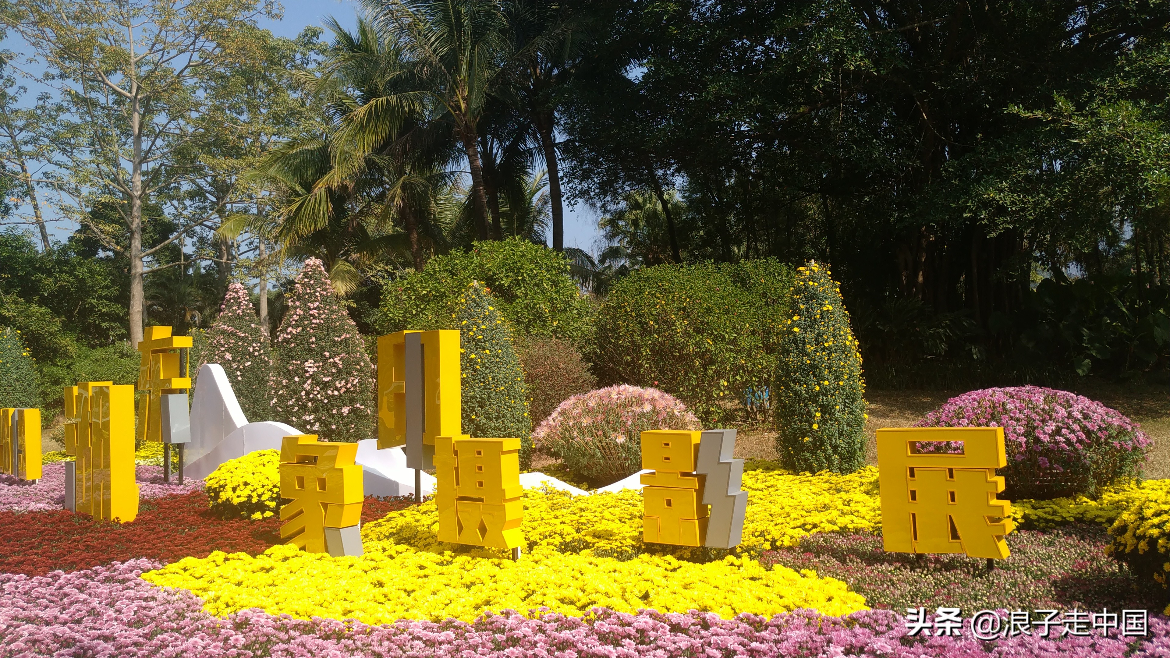 深圳的东湖公园的菊花展漂亮极了,深圳东湖公园赏菊花展