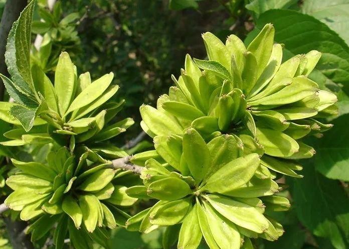 神农本草经中的药材图片,神农本草经高清彩图