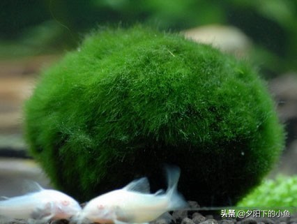 不用水草灯不用二氧化碳,无需炭也能养好的水草