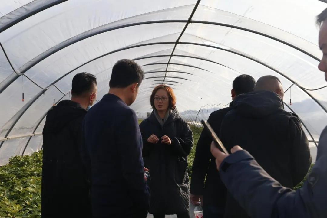 北美冬青耐阴么,北美冬青为什么这么贵