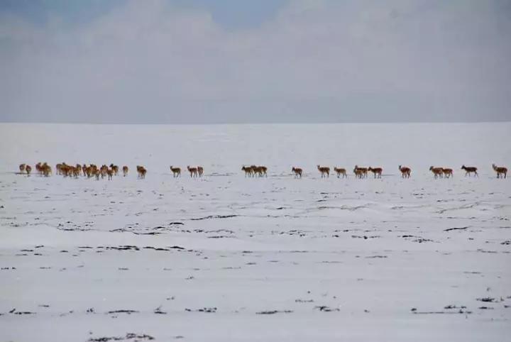 羌塘无人区为什么被称为生命禁区,世界上十大诡异禁区