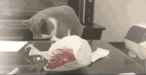 猫咪啃塑料袋是缺钙还是有猫毛,猫咪啃袋子需要吃什么