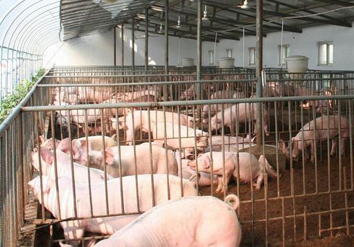 母猪无乳如何喂养仔猪,养猪技术母猪产后无奶怎么办