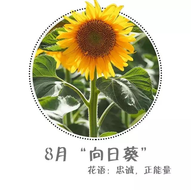 魔都赏花旅游攻略,魔都春季赏花好地方