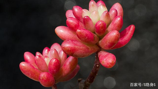 买回来的多肉小苗上盆后褪色,天气热了多肉褪色了怎么办