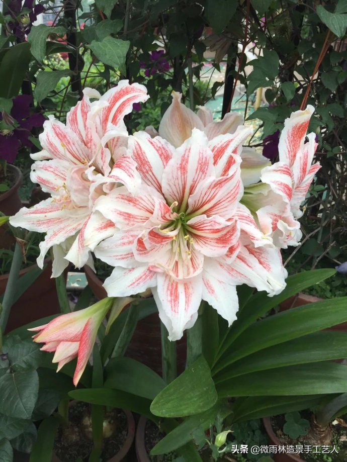 教你让朱顶红爆盆技巧