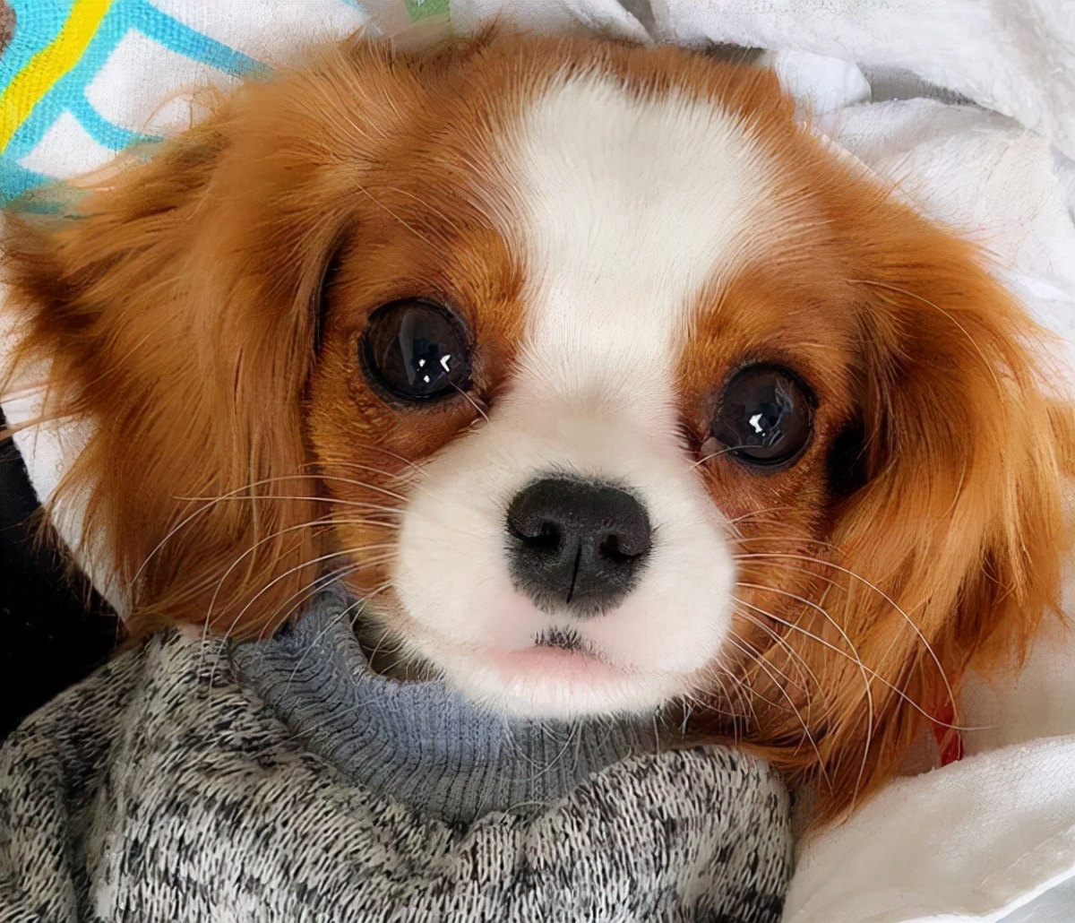 超可爱的8种狗看到都让人心动,最可爱的十种狗