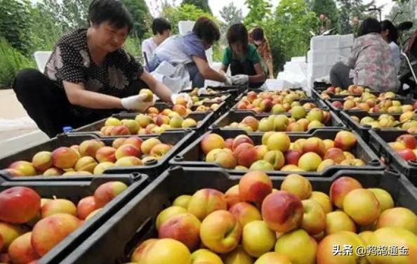 几十万斤油桃“倒在路边”，一年辛苦又为何？真相望知晓