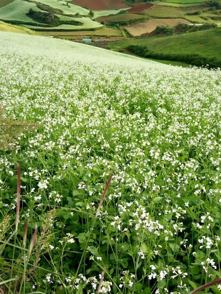 全国油菜花时间表,3月份哪里的油菜花最美
