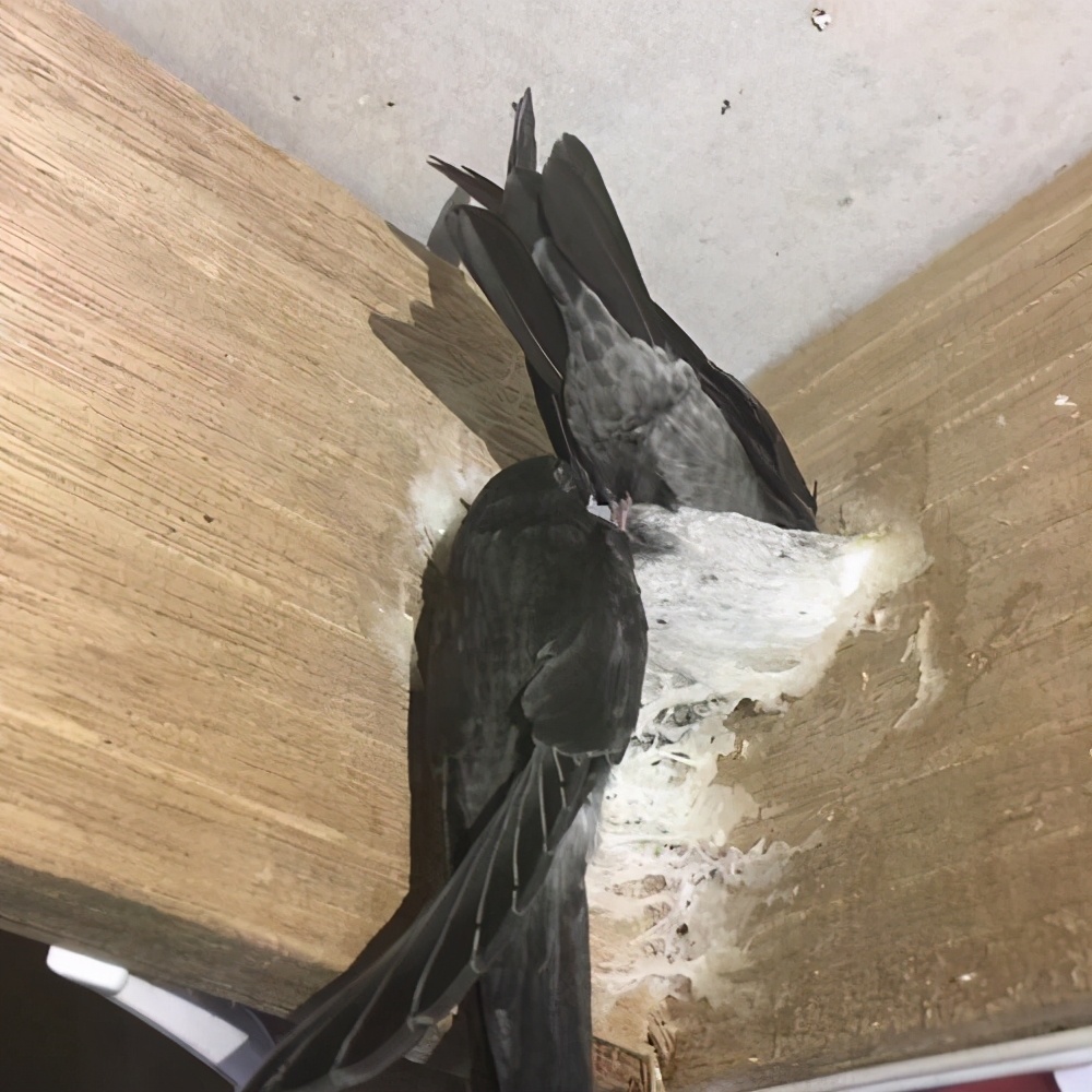 燕窝有几种最好的是哪种,燕窝的形状是什么