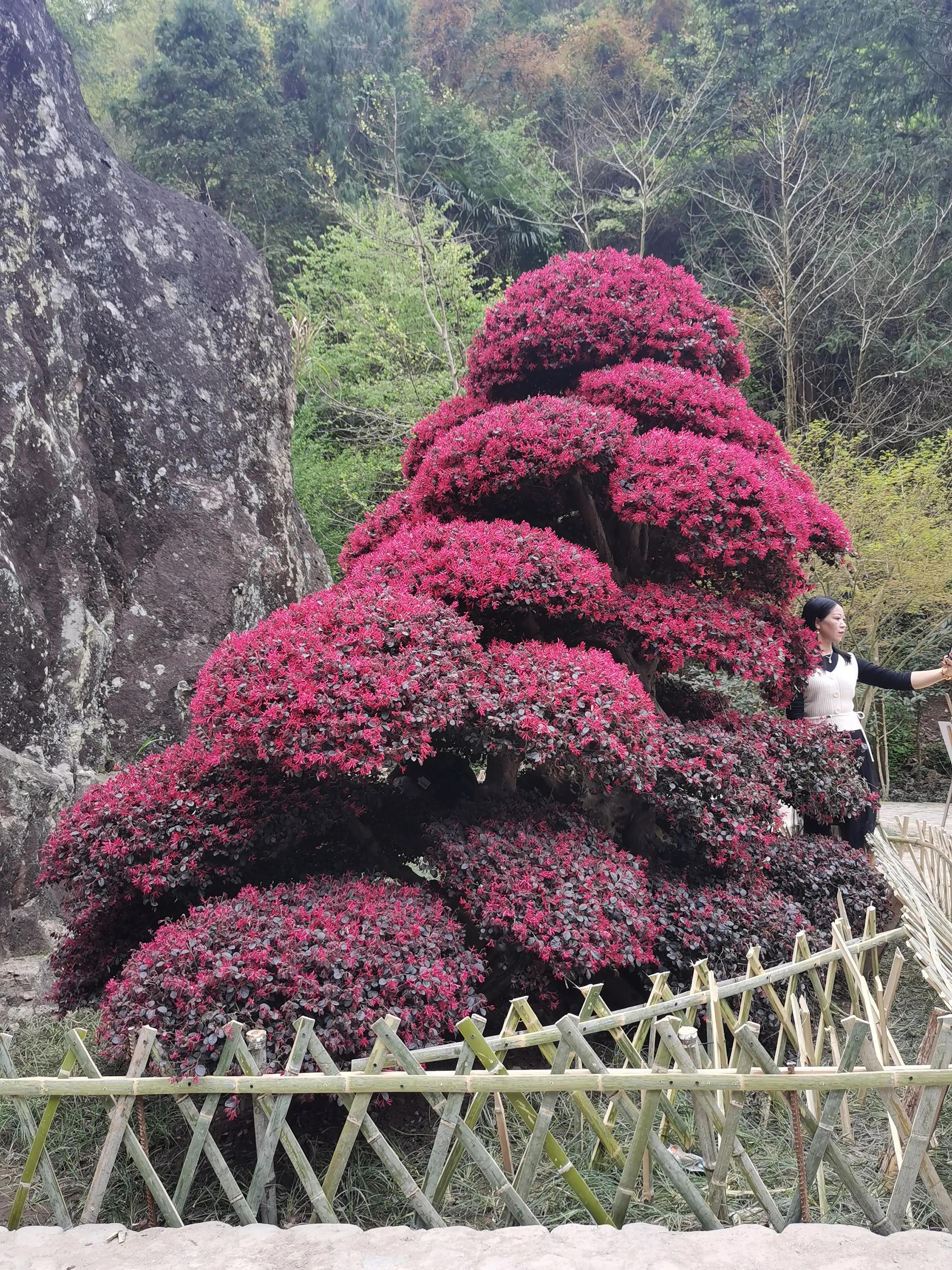 红花檵木和白色檵木区别,红花檵木苗价格