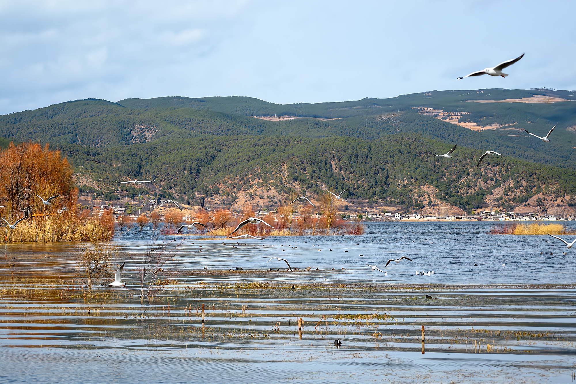 丽江拉市海自然美景,丽江拉市海湿地公园景区