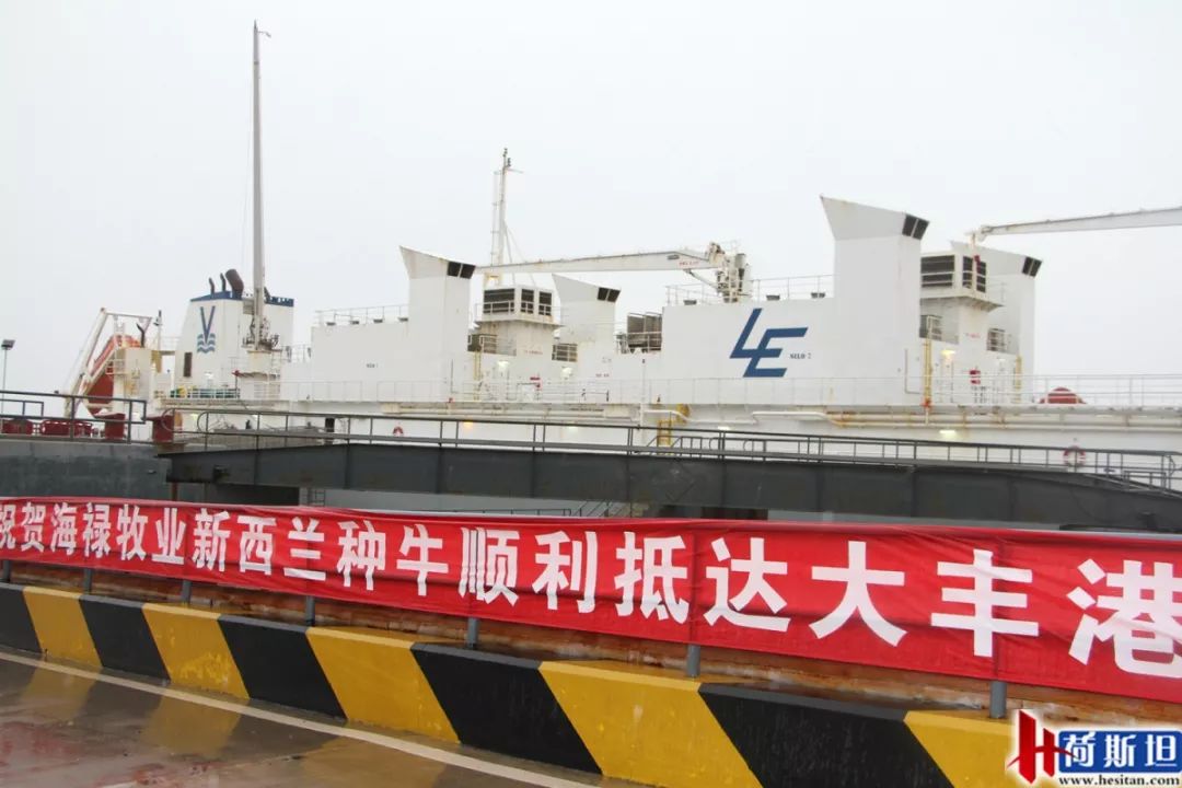 4000头新西兰牛抵达大丰港适合中国消费者的海福特肉牛强势来袭