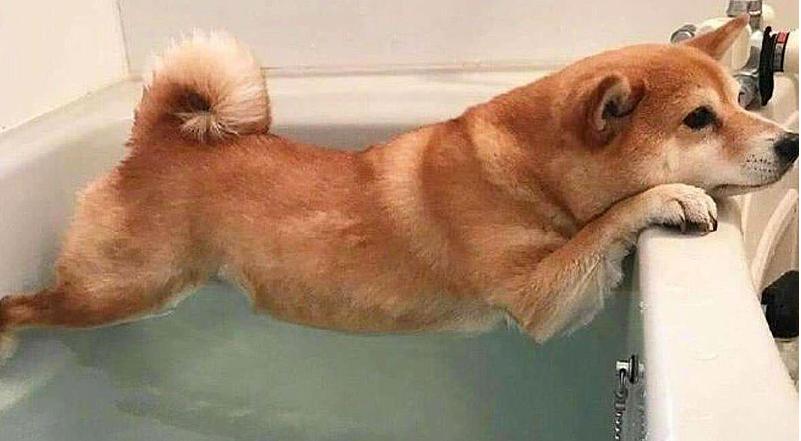 狗子又把自己弄脏了？来看看怎么办吧