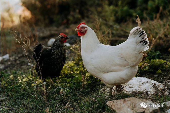 十二生肖来历和起源为什么是十二,一起了解十二生肖的来历及意义