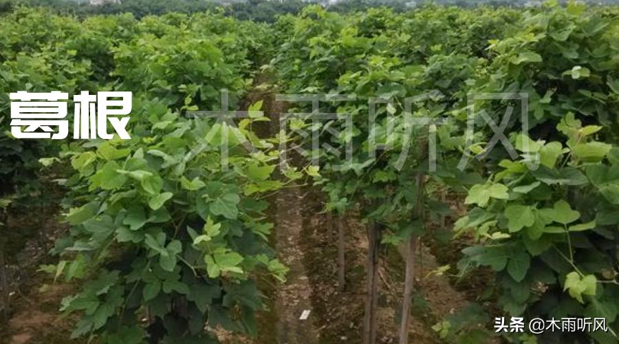 葛根被亚洲称为什么,葛根又被称为什么