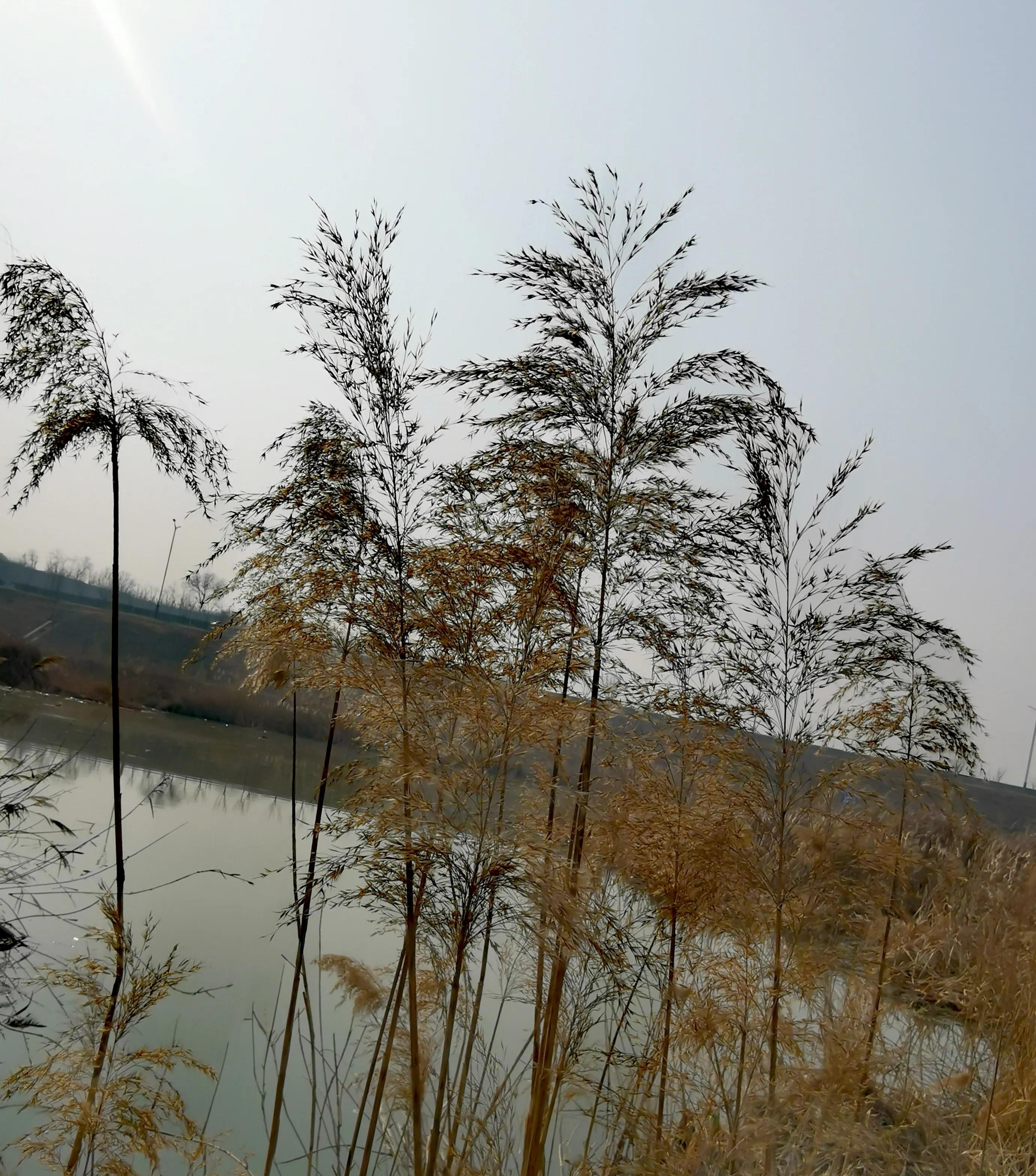 大年初一逛栎阳湖湿地公园，柳色遥看近吐绿，春归石川河！