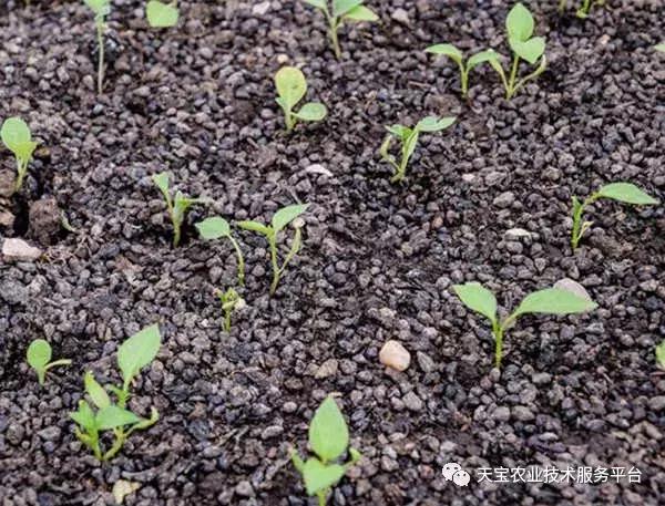 怎么识别种子,陈种子的鉴别方法视频