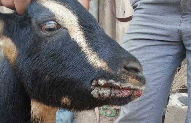 养羊口疮怎么治,羊口鼻上生疮原因