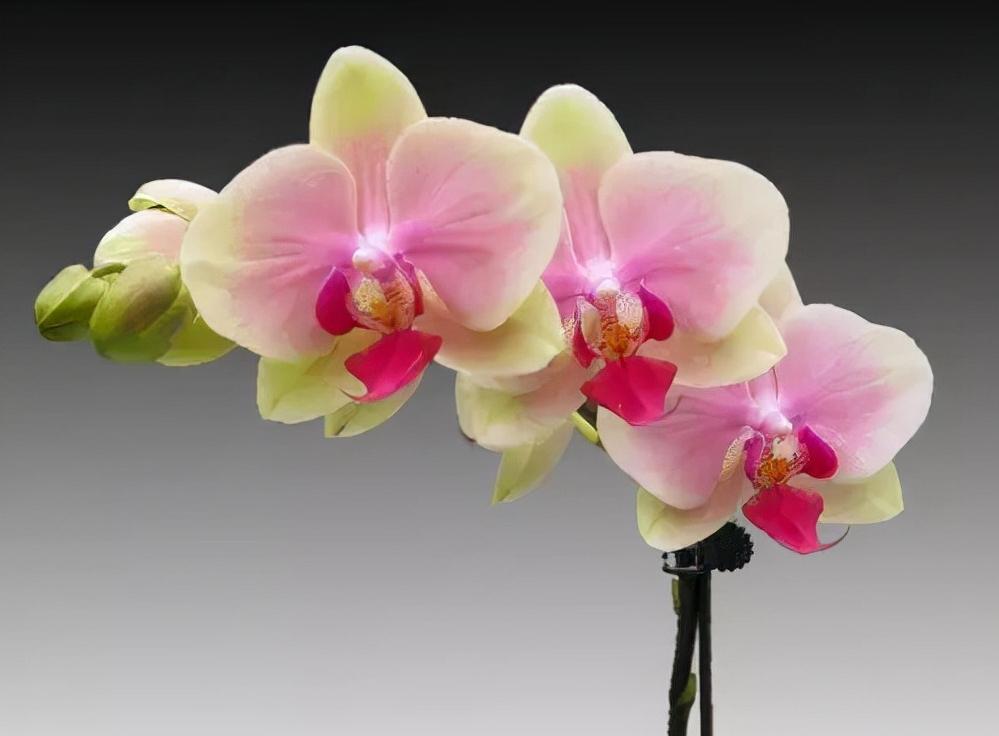 看芦头辨兰花种类,野生兰花种类图片