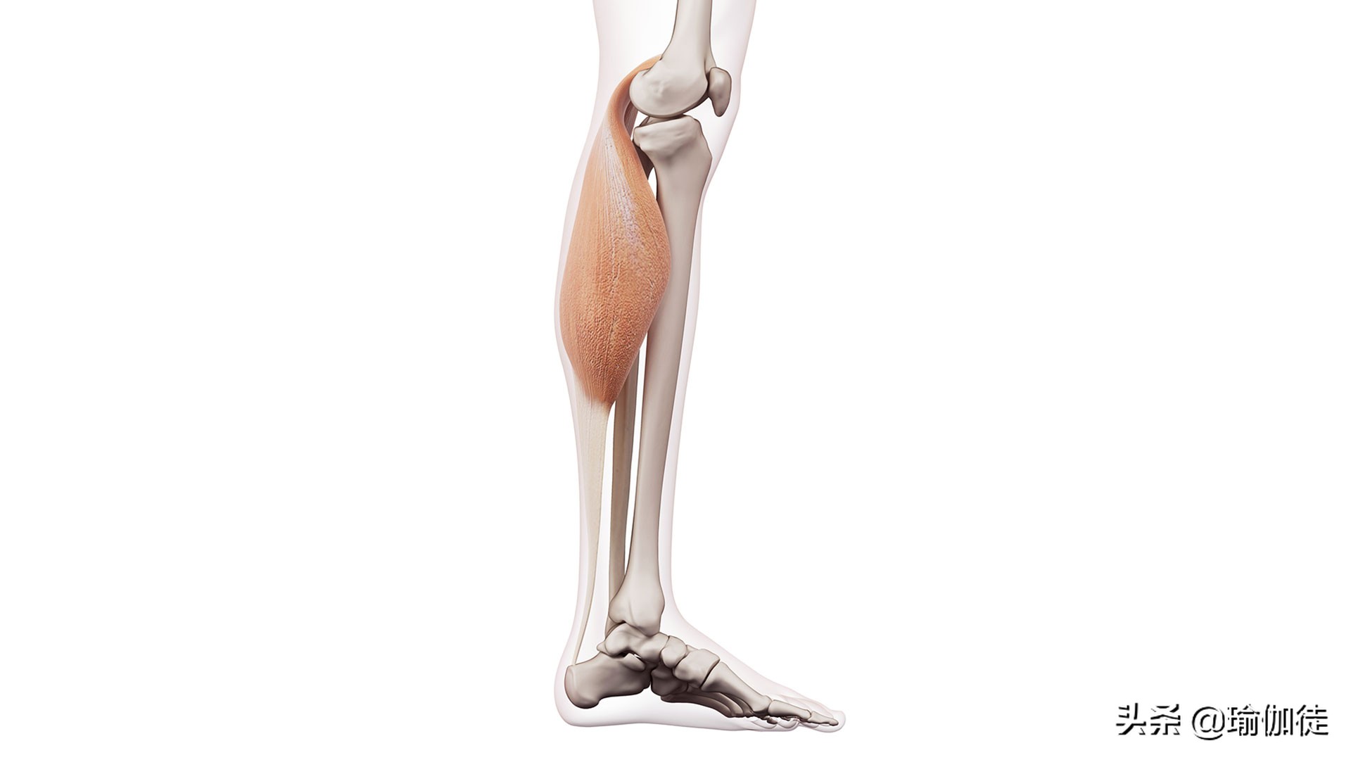 瑜伽小腿肌肉怎么放松,缓解腿部僵硬的瑜伽动作