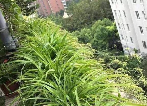 家养吊兰小妙招,怎么控制家养的吊兰疯长