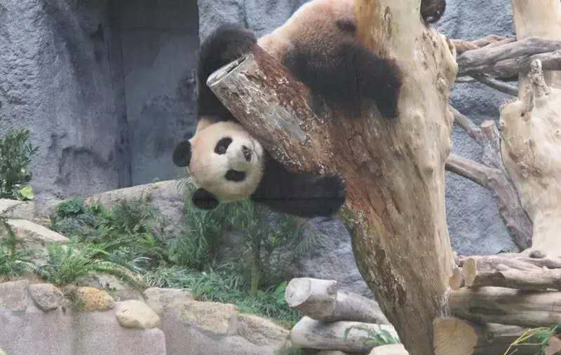 澳门推荐入住的五星酒店,澳门最值得住的亲子酒店