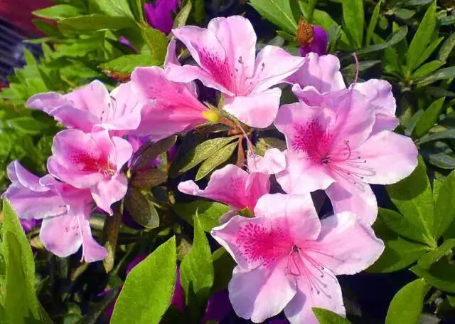 茶花酸性土壤自制小妙招,茶花太阳花茉莉栀子花的简单养法