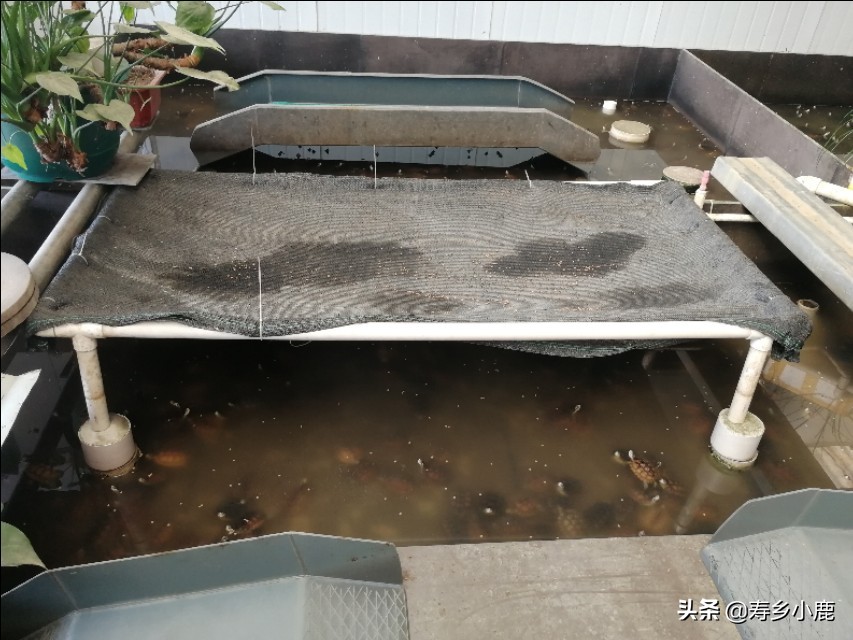 新手黄喉拟水龟,黄喉拟水龟新手