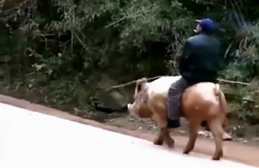 养猪大王2018,养猪大王致富经