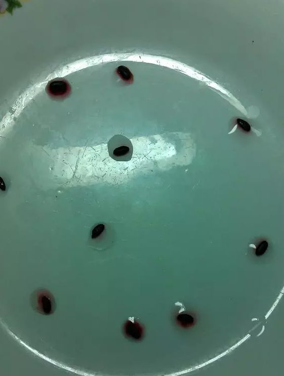 神明液体+鸡蛋+核桃油+白醋！上锅焖2个小时！让人大吃一惊